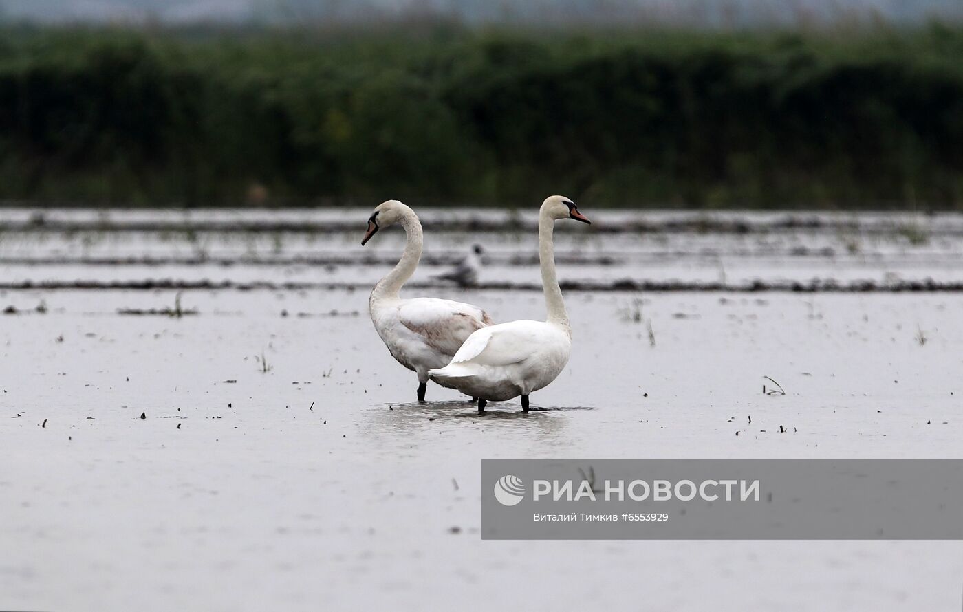 Рисовые чеки в Краснодарском крае