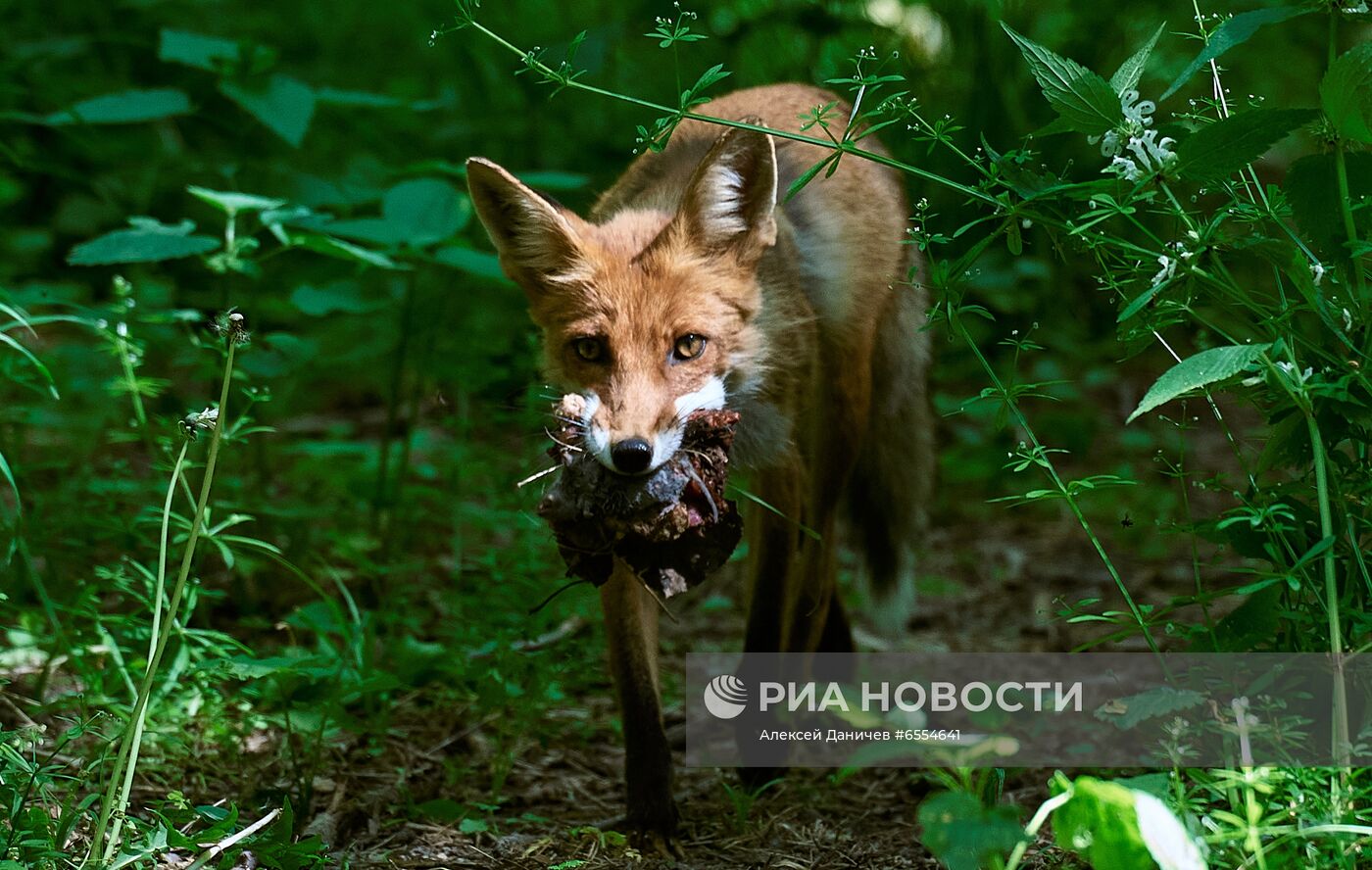 Курортные города региона Кавказские Минеральные Воды