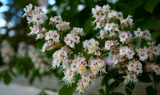 Курортные города региона Кавказские Минеральные Воды