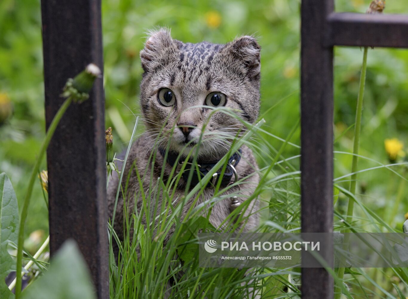 Трое из Коломны: петербуржец, кот и ворона