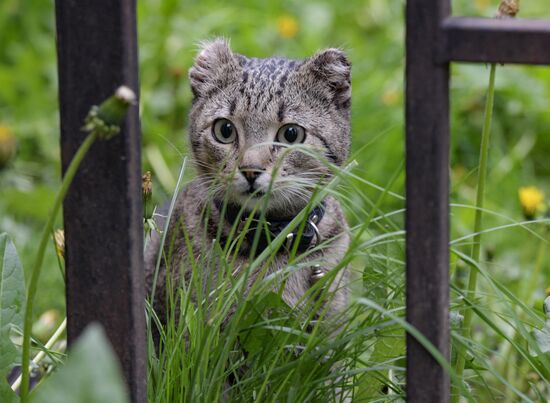 Трое из Коломны: петербуржец, кот и ворона