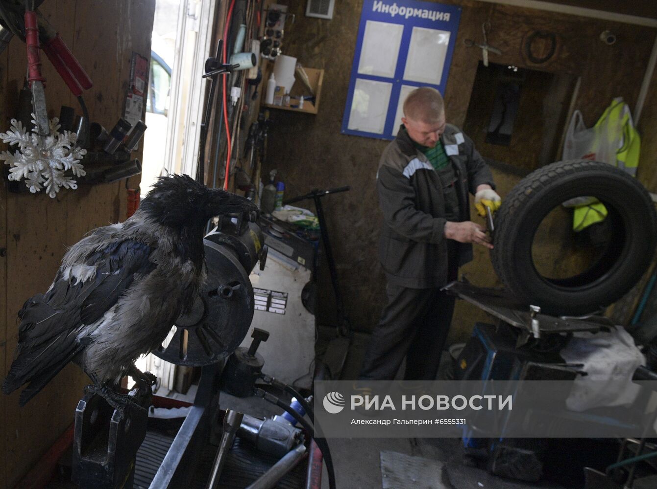 Трое из Коломны: петербуржец, кот и ворона