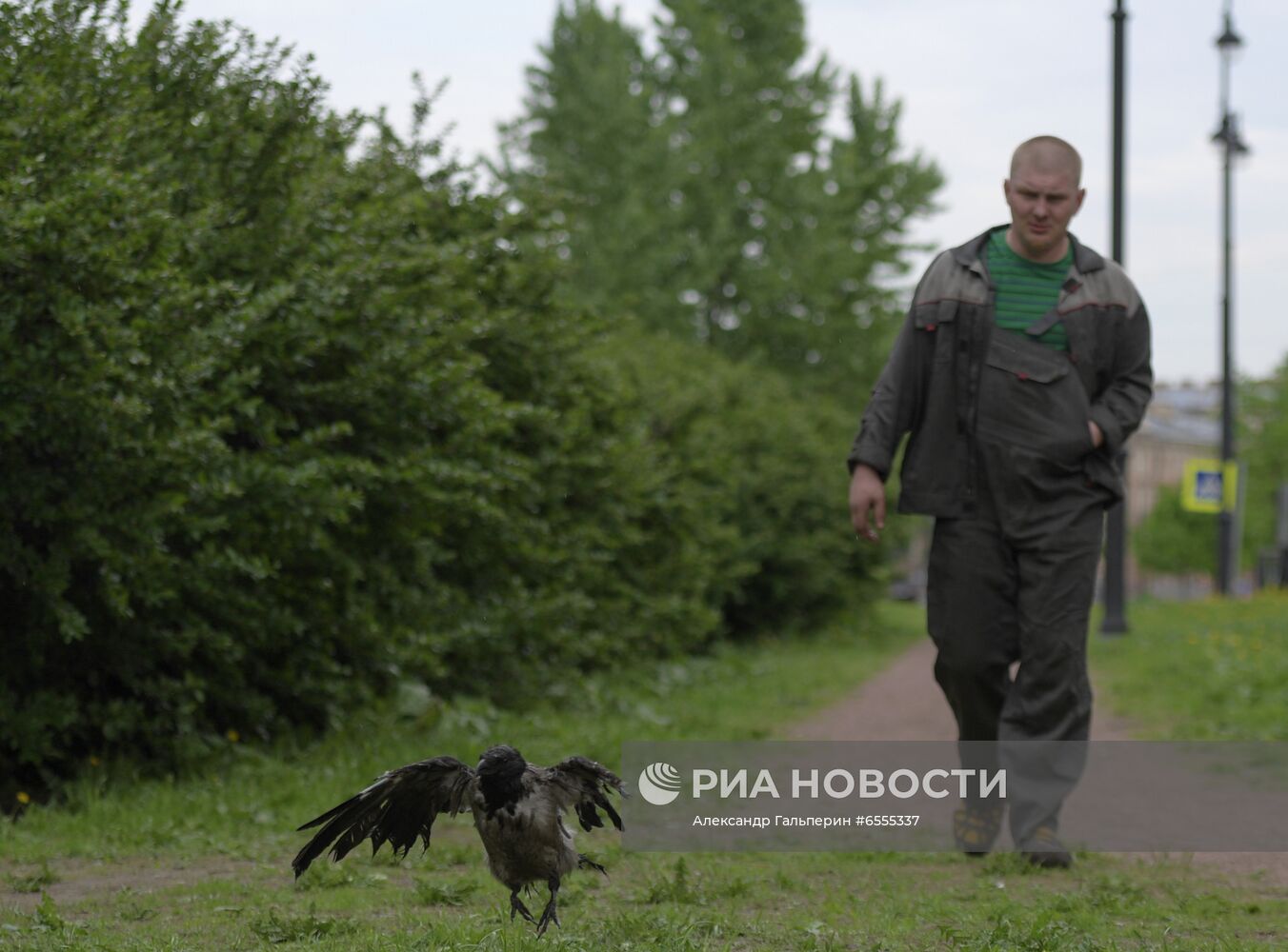 Трое из Коломны: петербуржец, кот и ворона