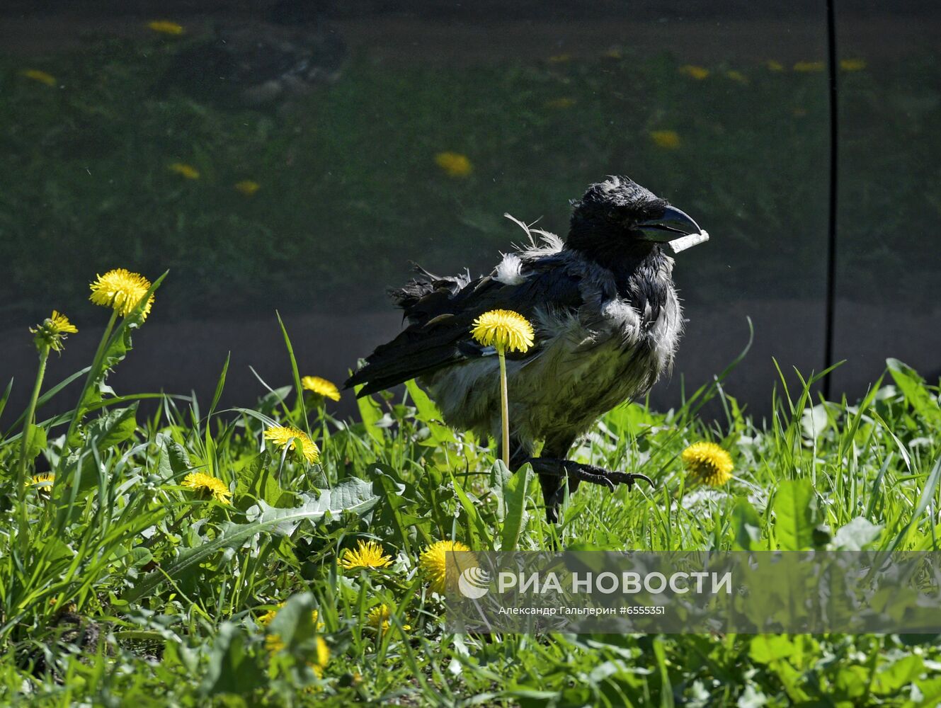 Трое из Коломны: петербуржец, кот и ворона