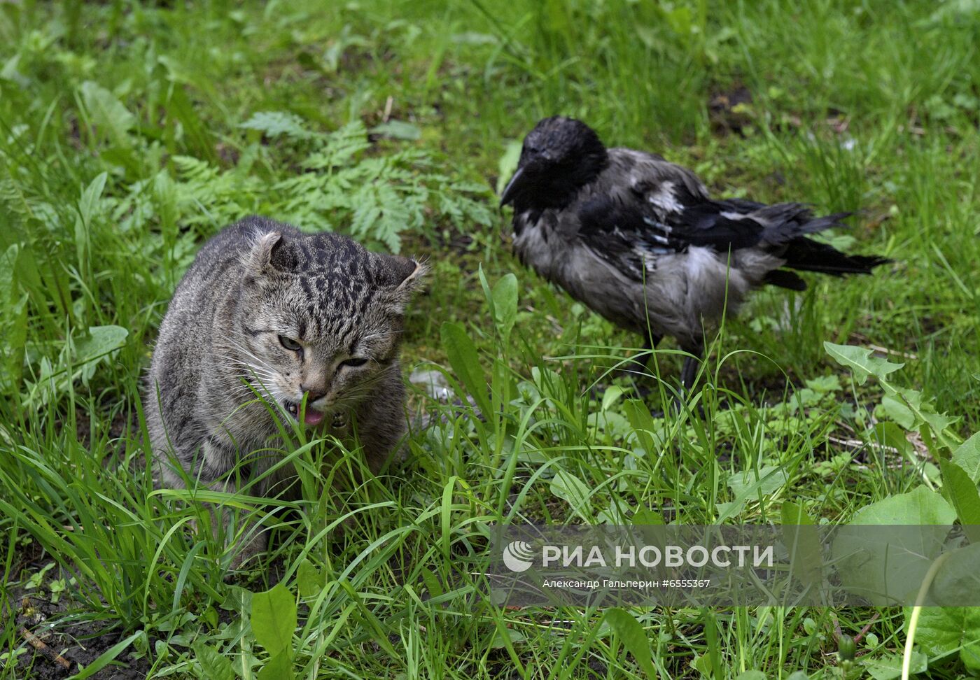 Трое из Коломны: петербуржец, кот и ворона
