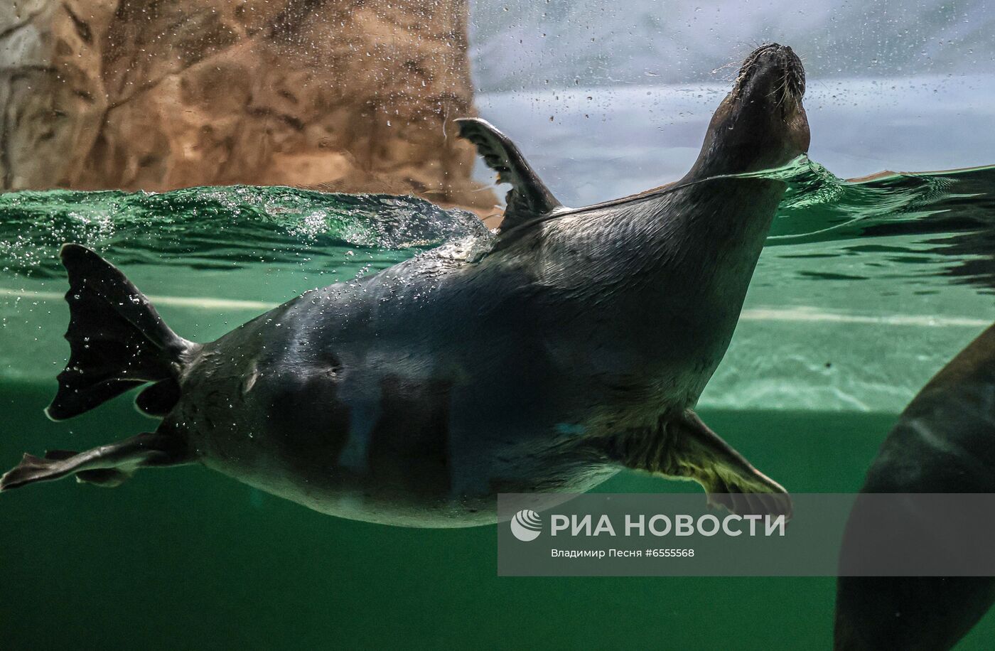 День нерпенка в "Москвариуме" 