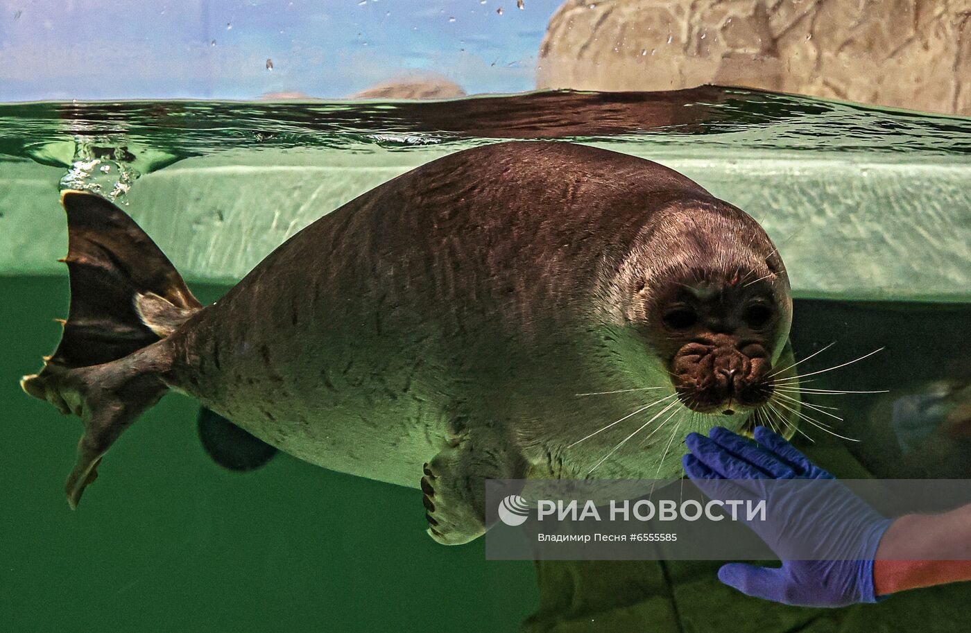 День нерпенка в "Москвариуме" 