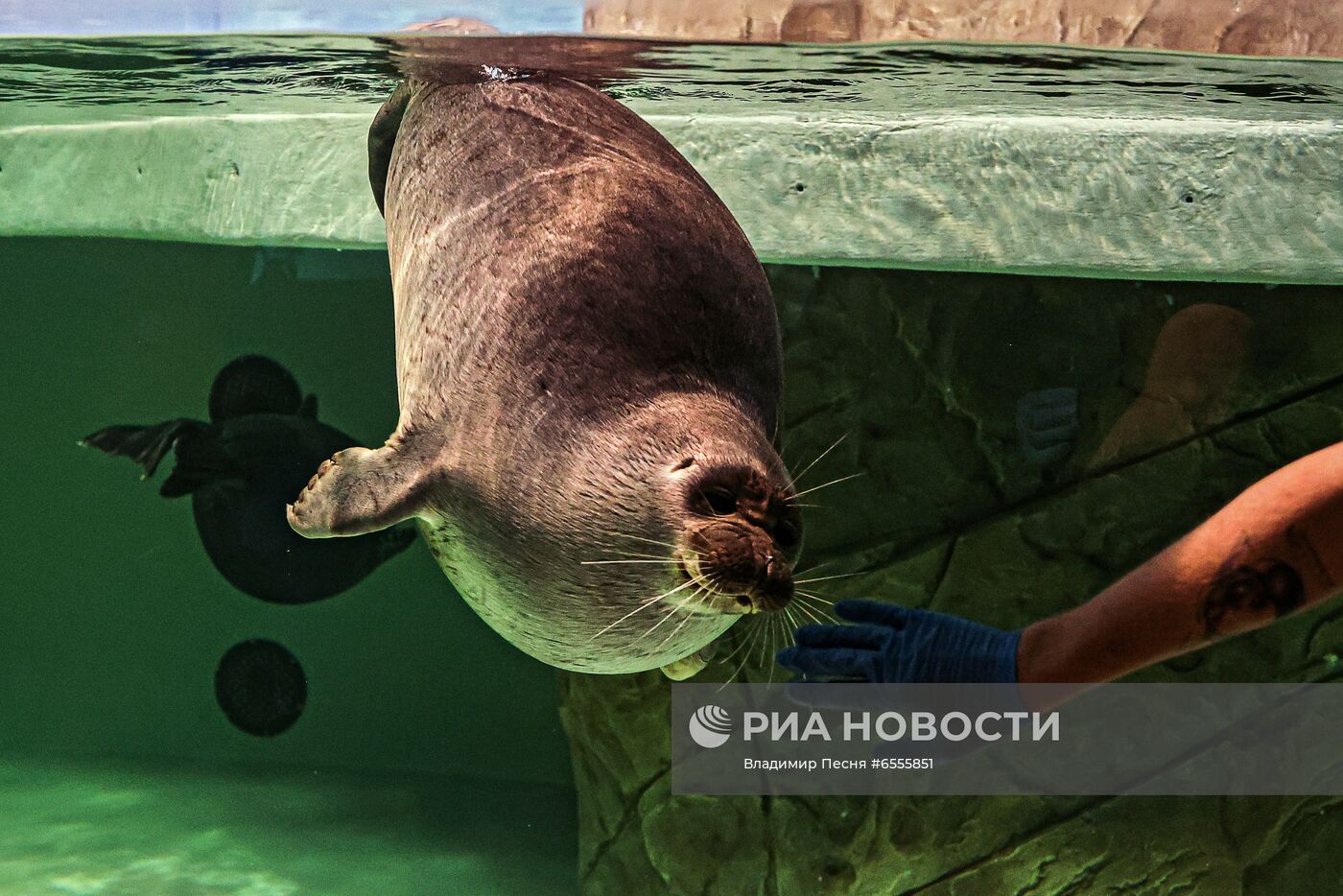 День нерпенка в "Москвариуме" 