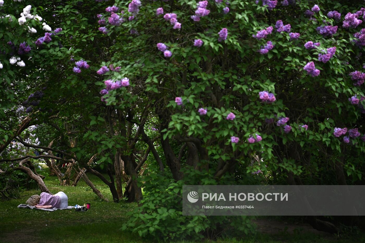 Парк "Сиреневый сад" в Москве