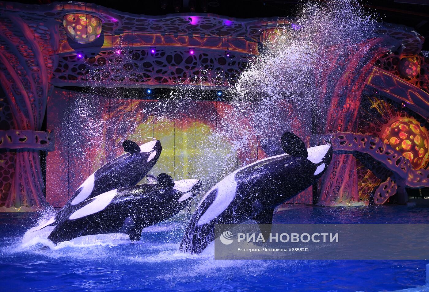 Презентация шоу "Сон в летнюю ночь" в Москвариуме