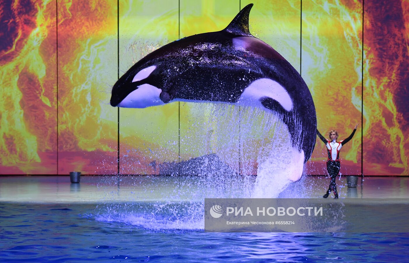 Презентация шоу "Сон в летнюю ночь" в Москвариуме