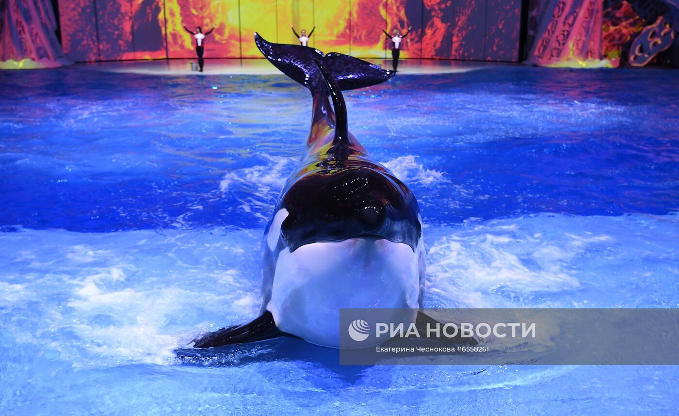 Презентация шоу "Сон в летнюю ночь" в Москвариуме