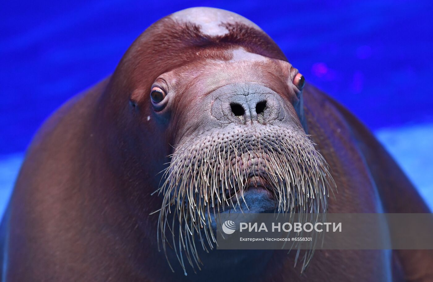 Презентация шоу "Сон в летнюю ночь" в Москвариуме