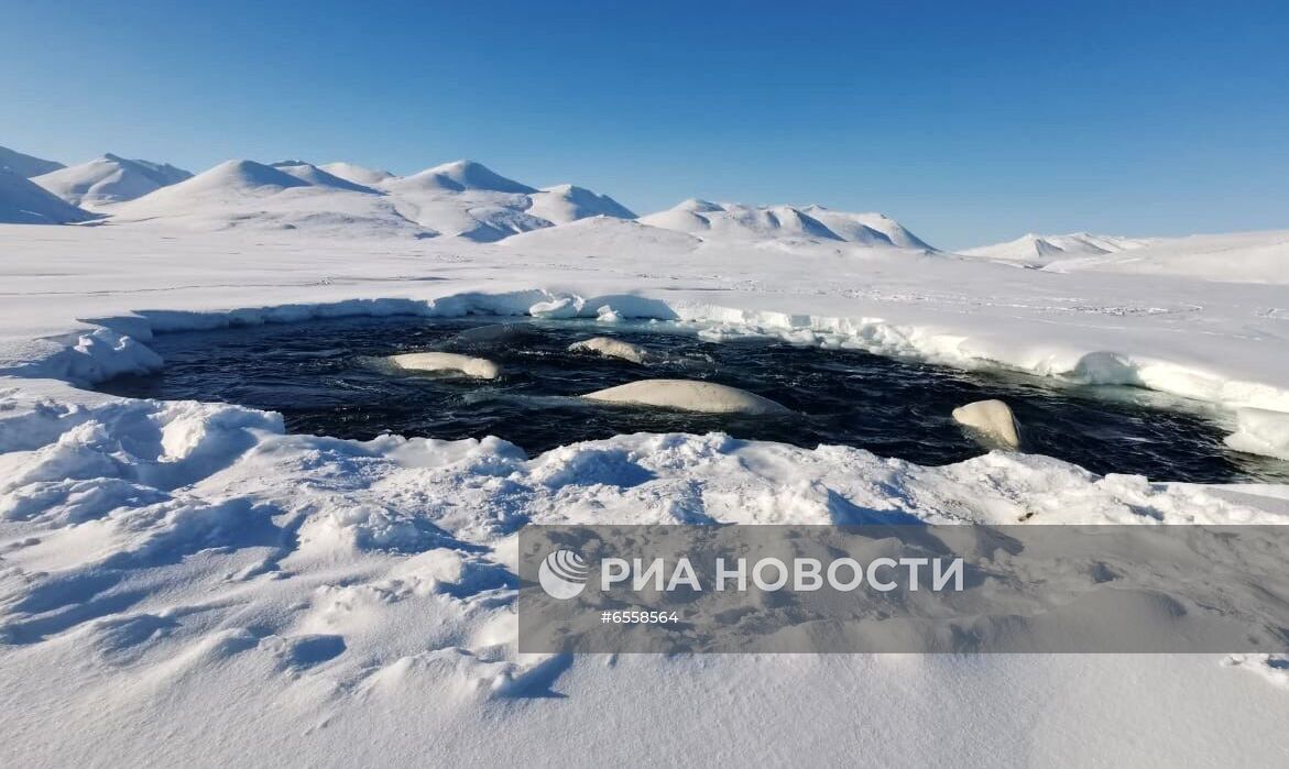 Белухи, застрявшие во льдах на Чукотке