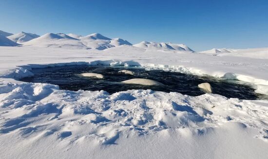 Белухи, застрявшие во льдах на Чукотке