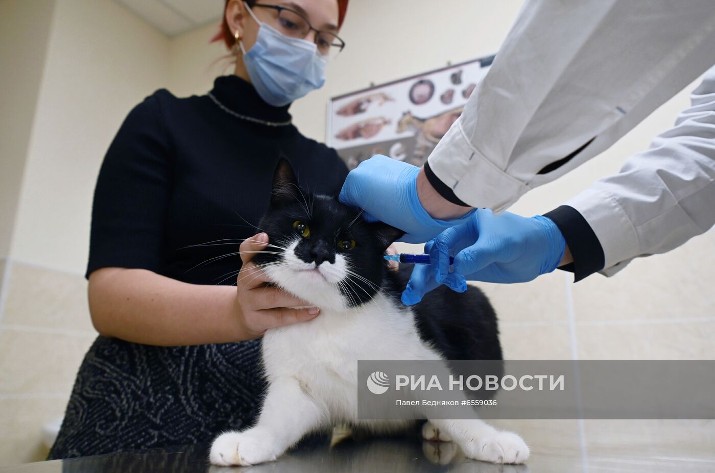 Вакцинация животных от COVID-19