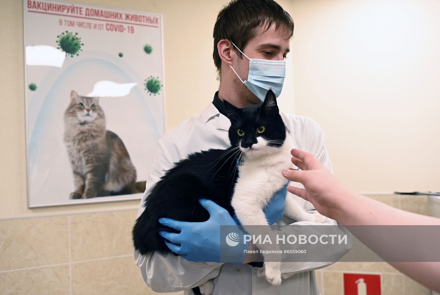 Вакцинация животных от COVID-19 