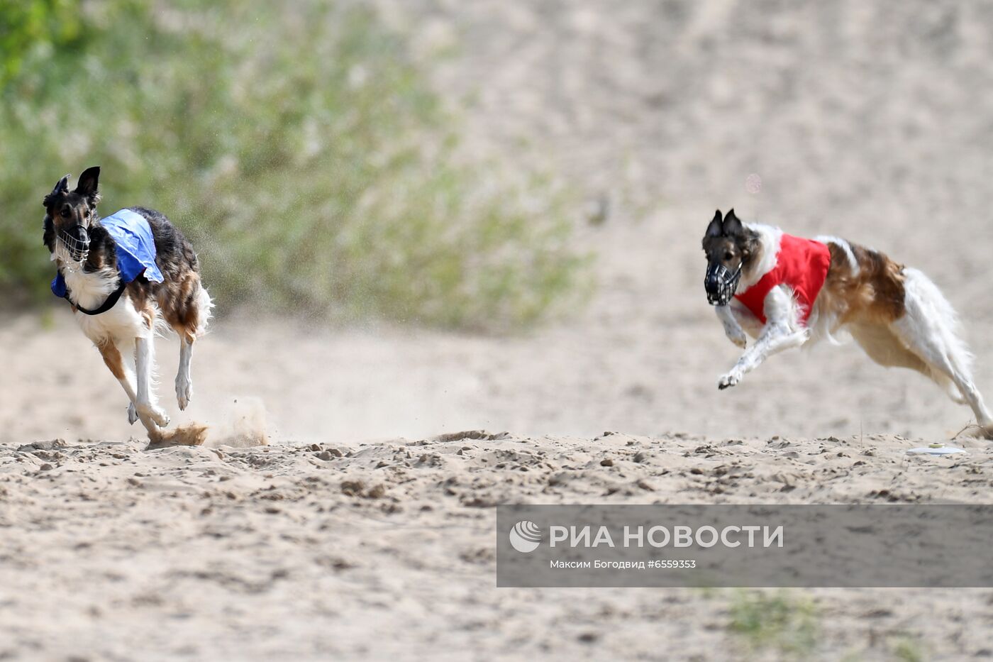 Чемпионат РКФ по бегу собак за механической приманкой 