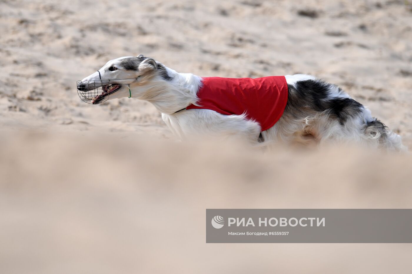 Чемпионат РКФ по бегу собак за механической приманкой 