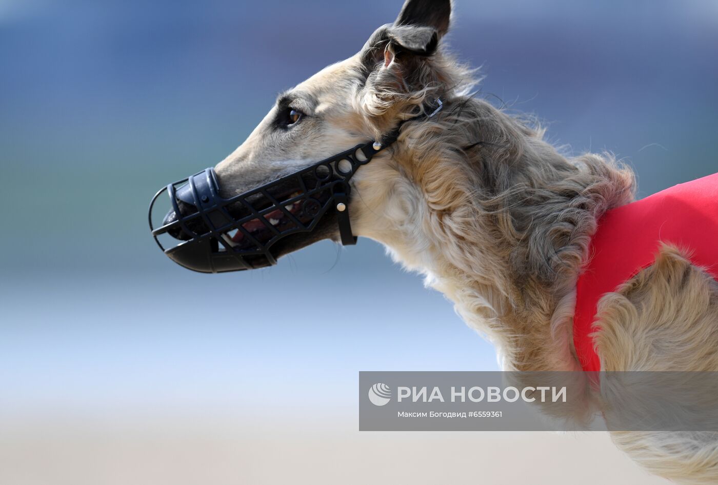 Чемпионат РКФ по бегу собак за механической приманкой