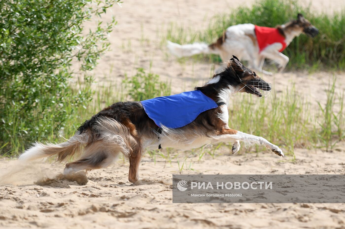 Чемпионат РКФ по бегу собак за механической приманкой 