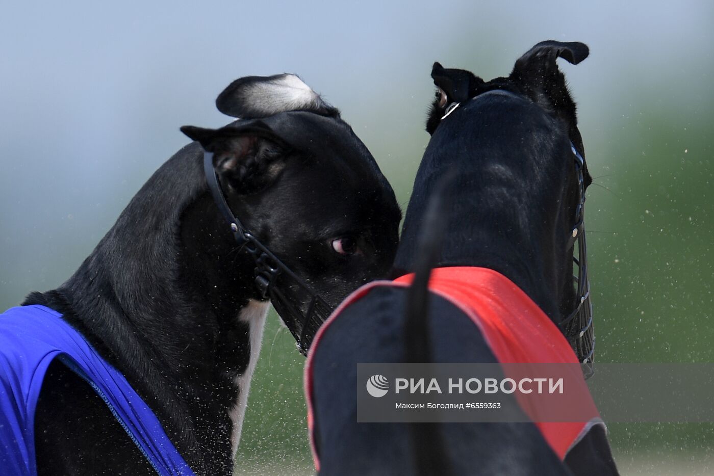 Чемпионат РКФ по бегу собак за механической приманкой 