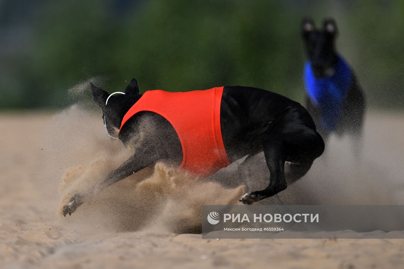 Чемпионат РКФ по бегу собак за механической приманкой