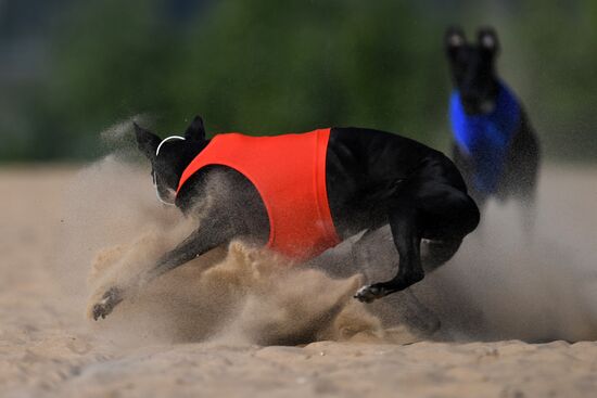 Чемпионат РКФ по бегу собак за механической приманкой 