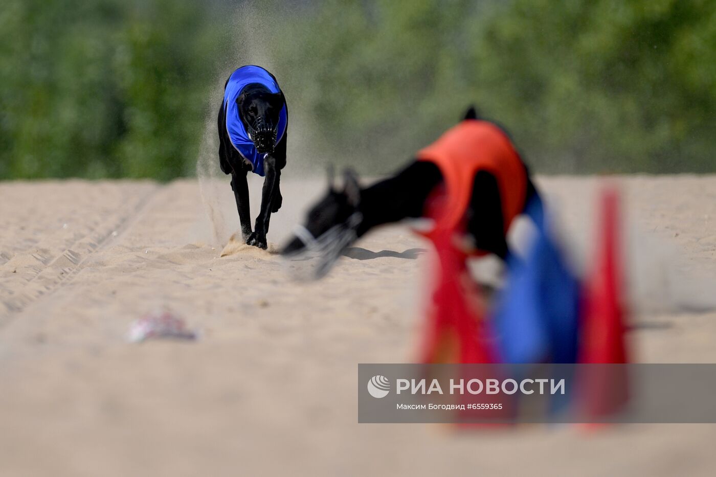 Чемпионат РКФ по бегу собак за механической приманкой 