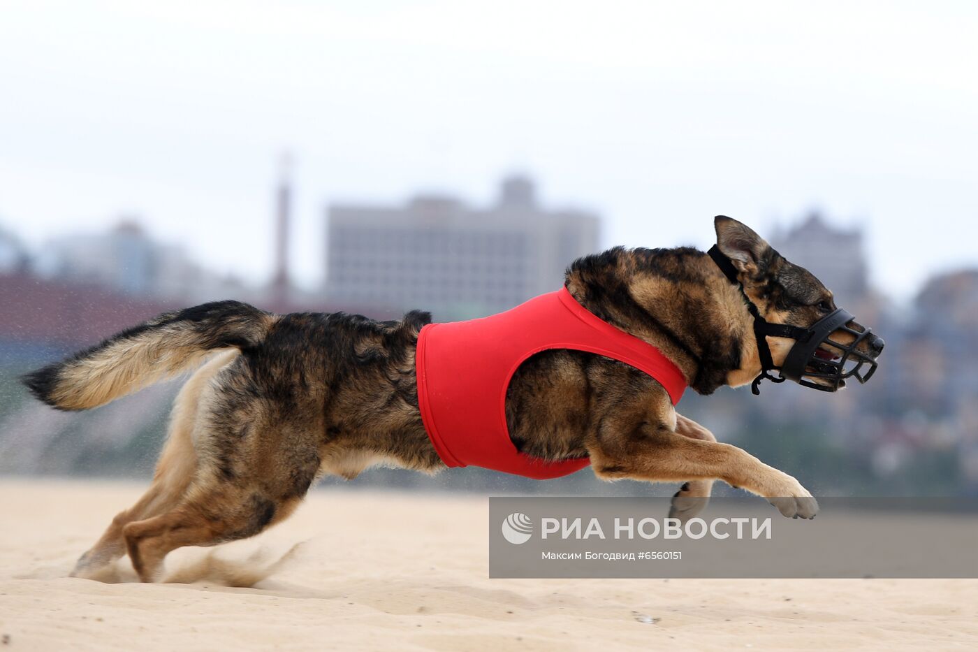 Чемпионат РКФ по бегу собак за механической приманкой