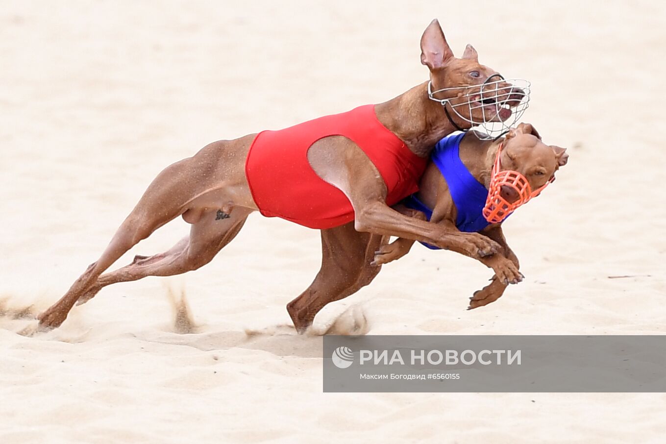 Чемпионат РКФ по бегу собак за механической приманкой