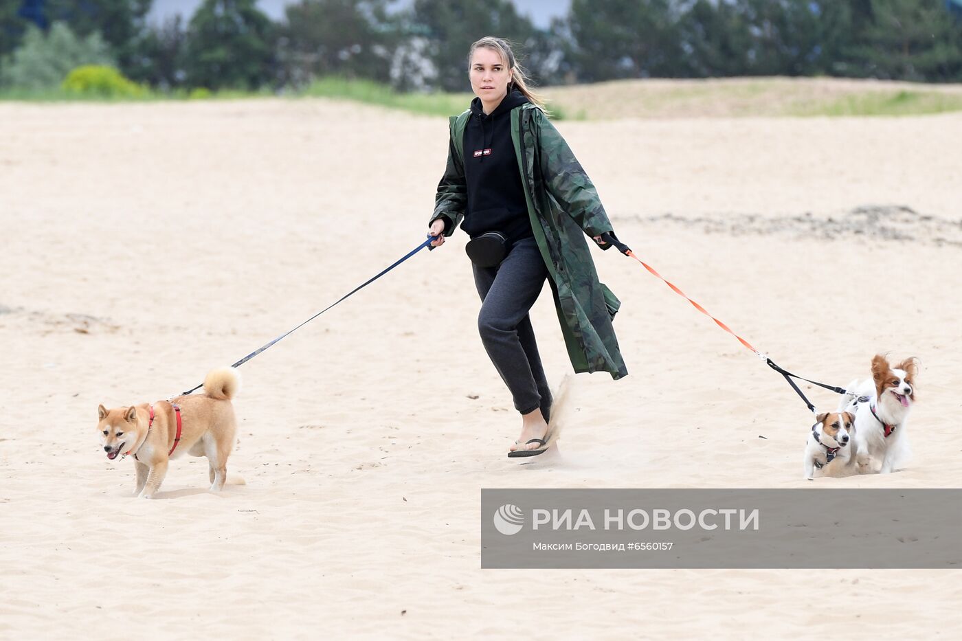 Чемпионат РКФ по бегу собак за механической приманкой