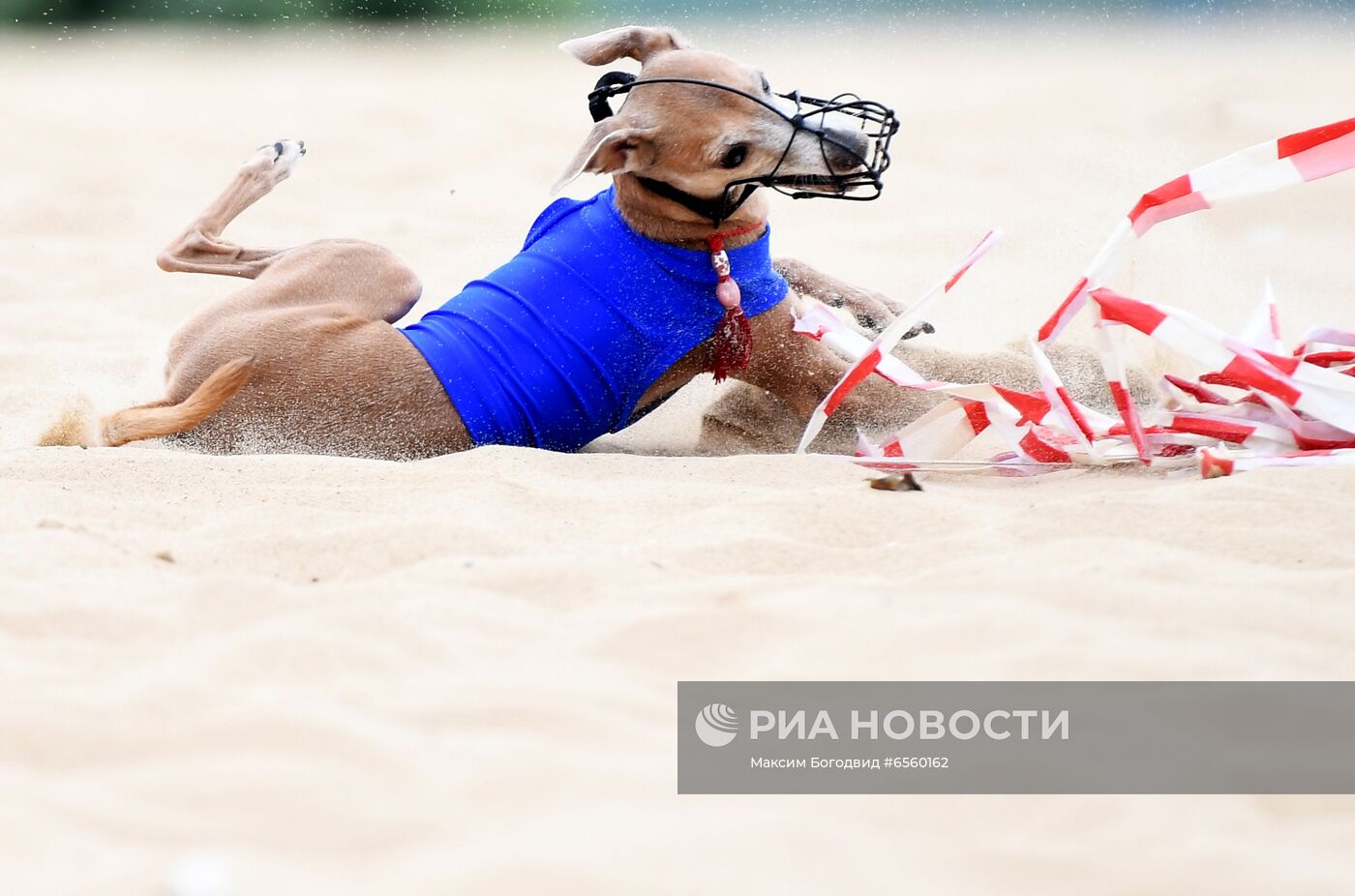 Чемпионат РКФ по бегу собак за механической приманкой