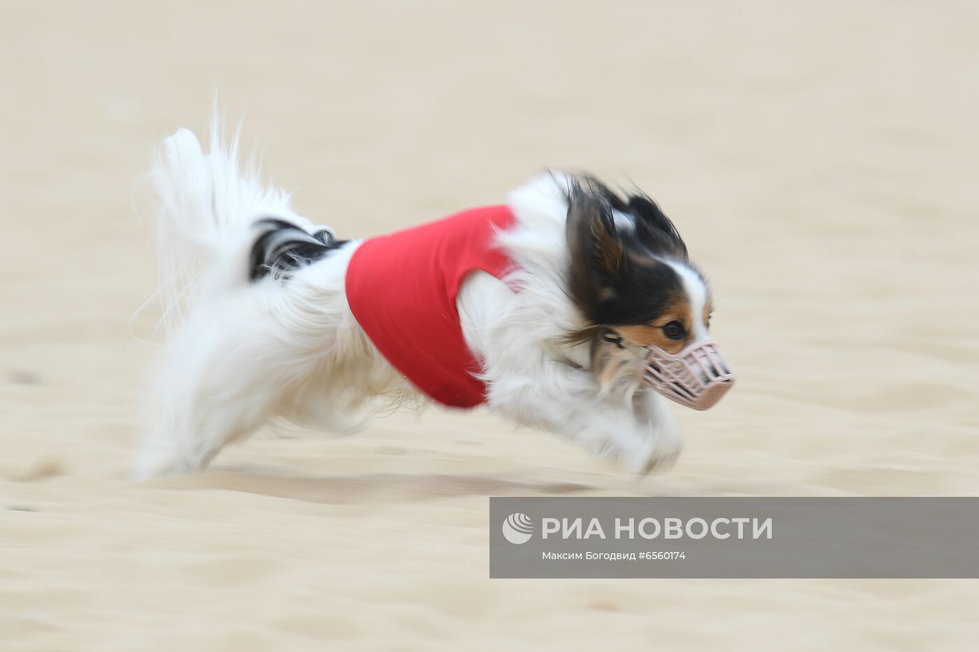 Чемпионат РКФ по бегу собак за механической приманкой