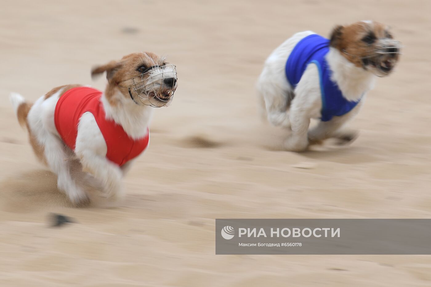 Чемпионат РКФ по бегу собак за механической приманкой