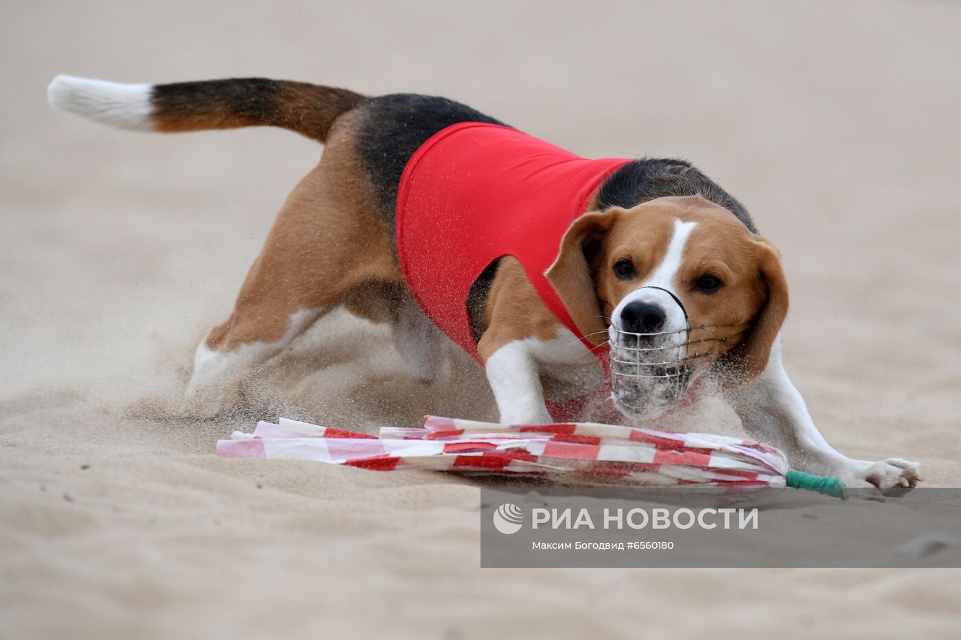 Чемпионат РКФ по бегу собак за механической приманкой