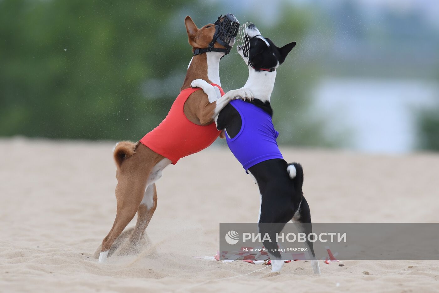 Чемпионат РКФ по бегу собак за механической приманкой