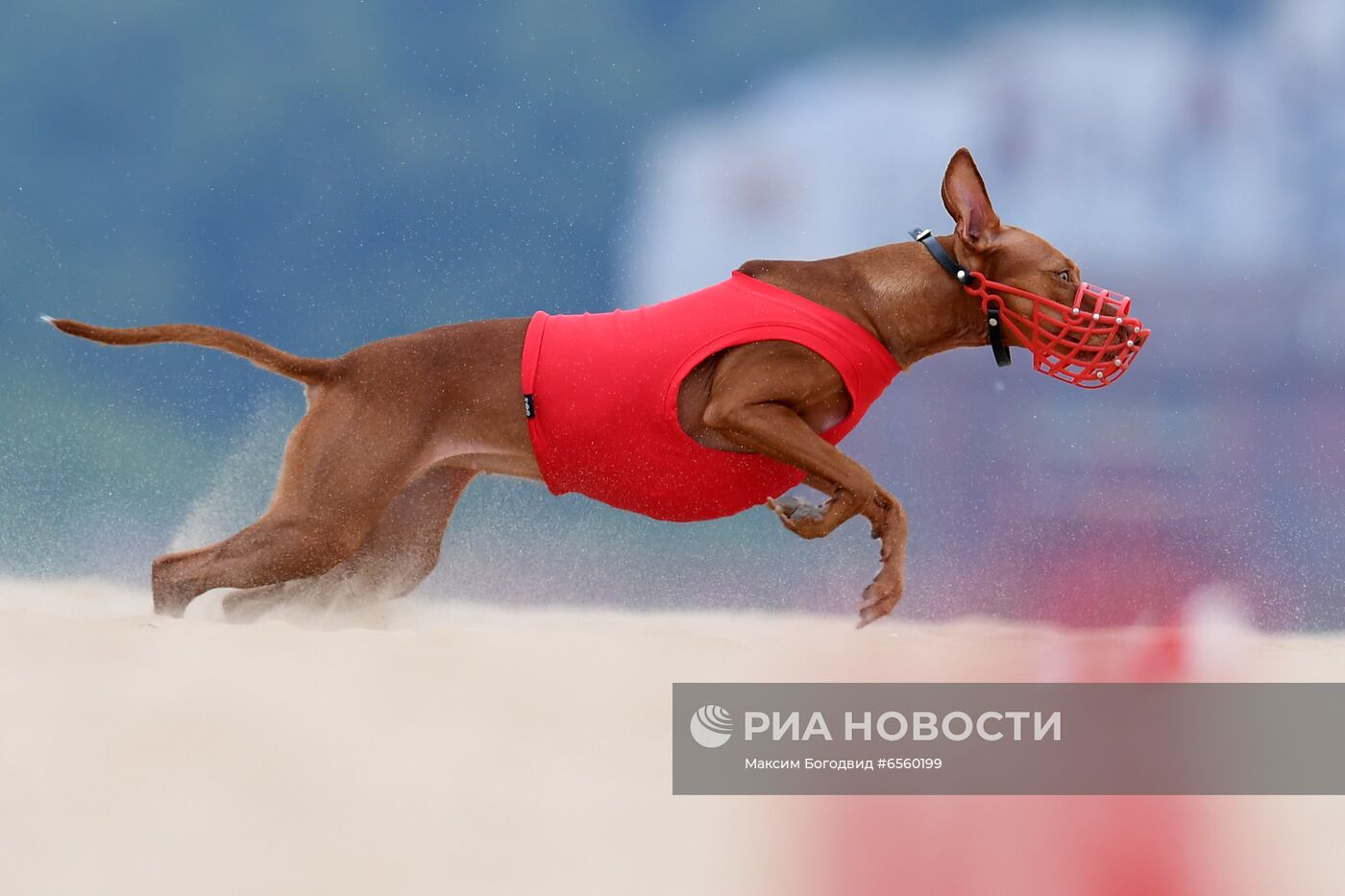 Чемпионат РКФ по бегу собак за механической приманкой