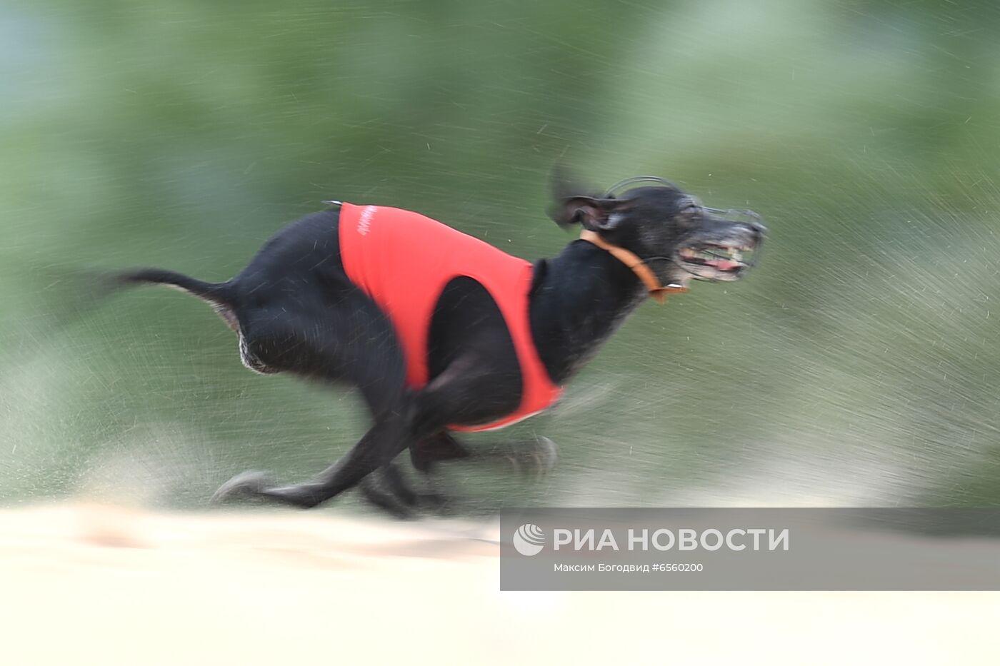 Чемпионат РКФ по бегу собак за механической приманкой