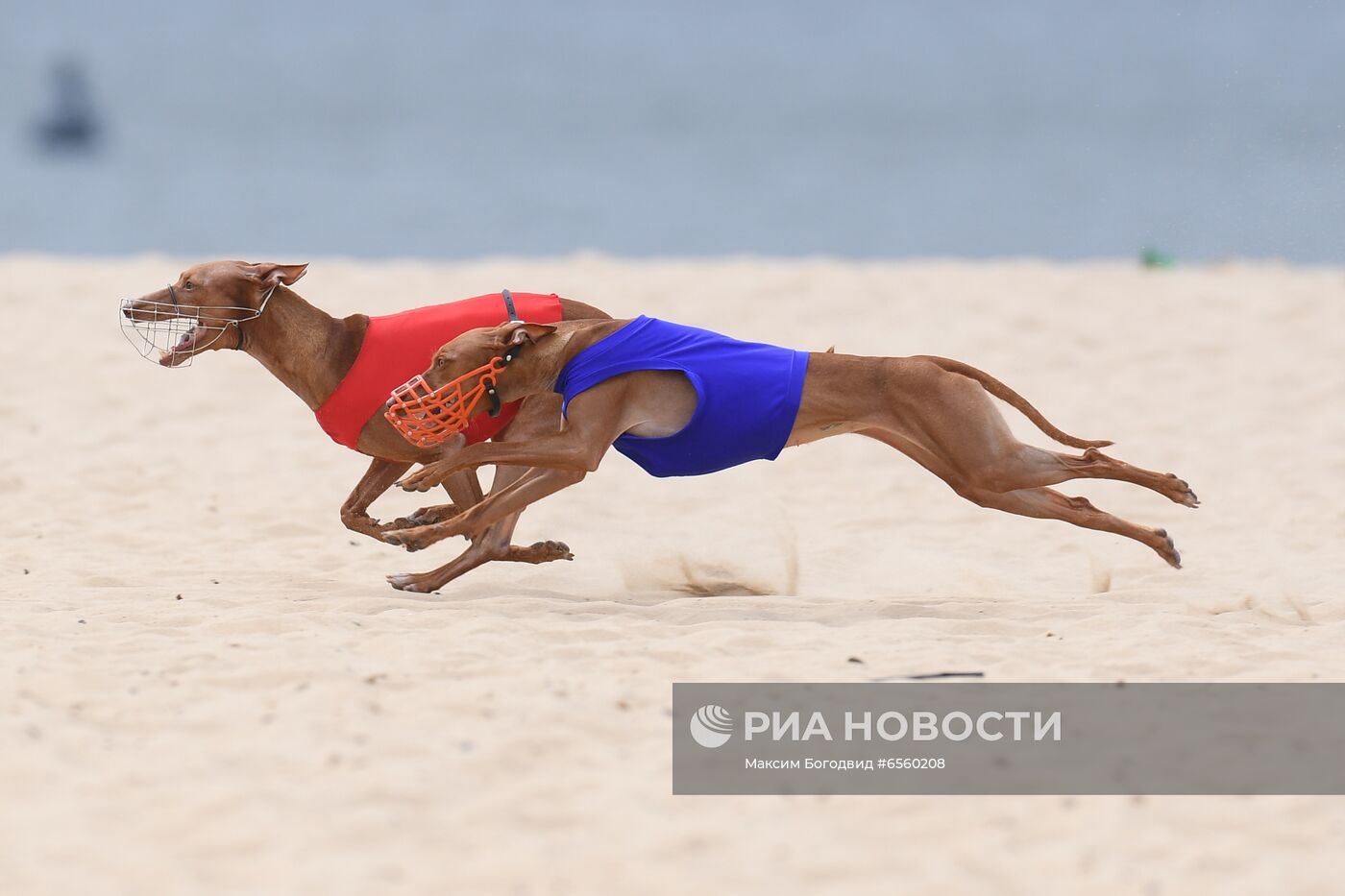 Чемпионат РКФ по бегу собак за механической приманкой