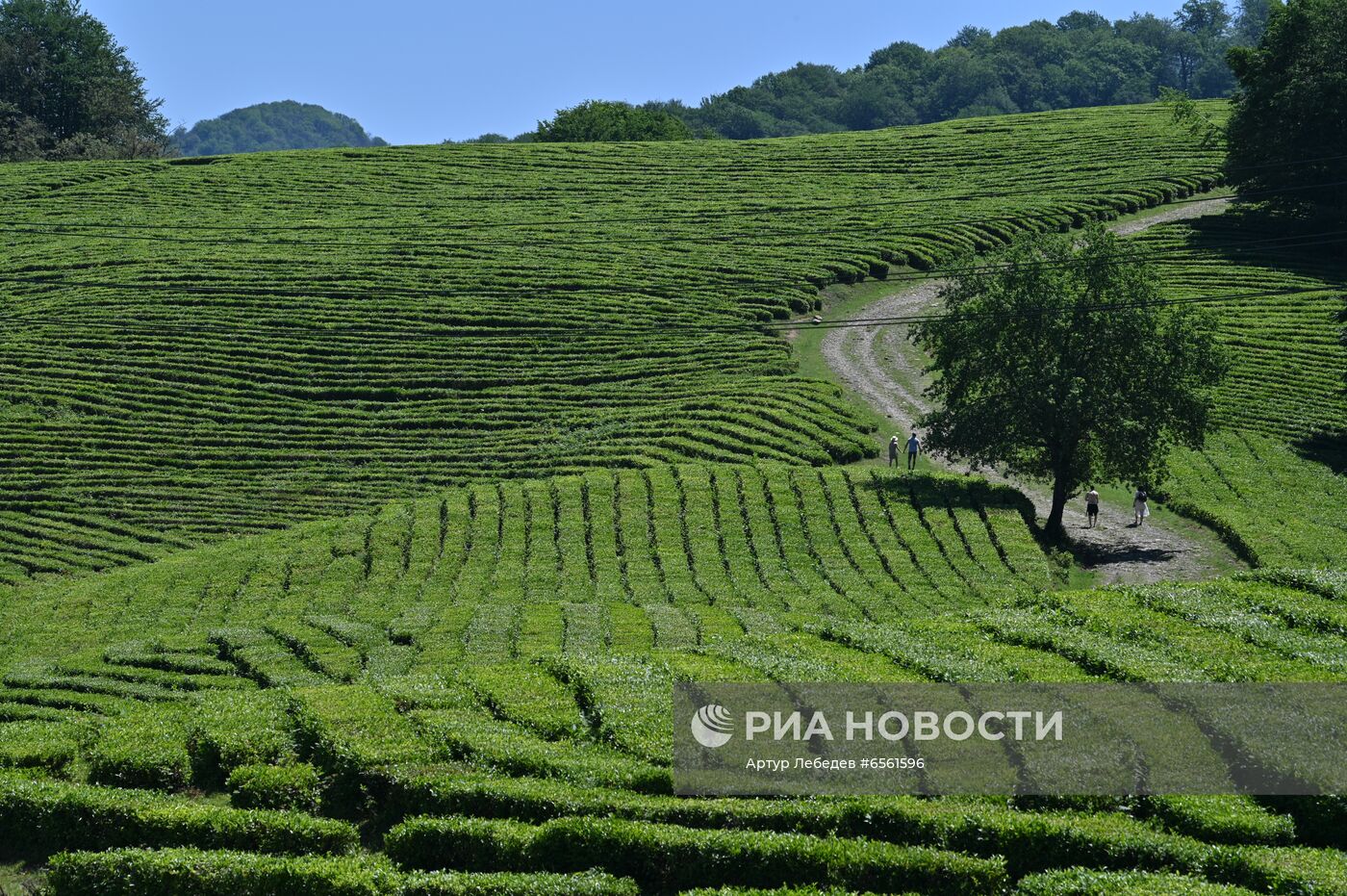 Сбор чая в Сочи