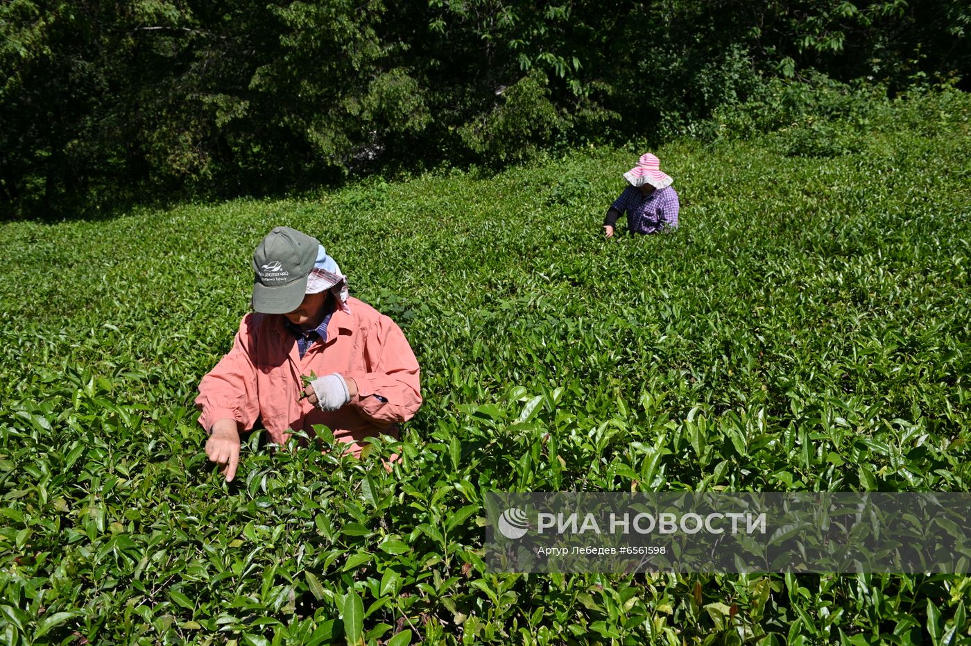 Сбор чая в Сочи
