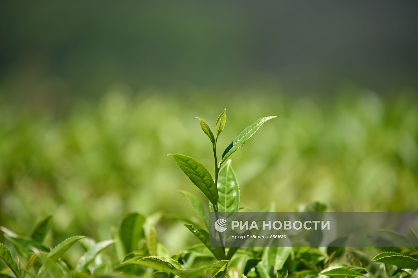 Сбор чая в Сочи