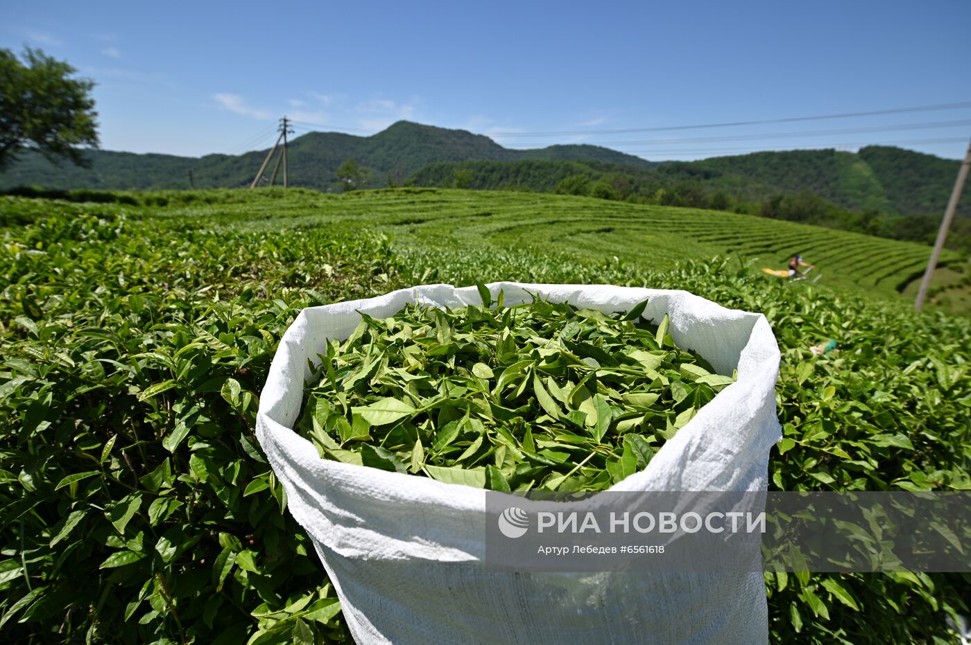 Сбор чая в Сочи