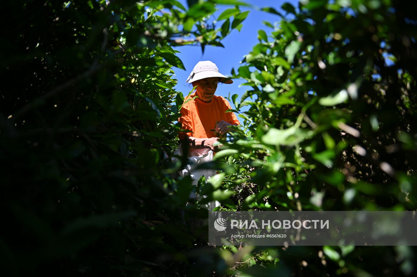 Сбор чая в Сочи