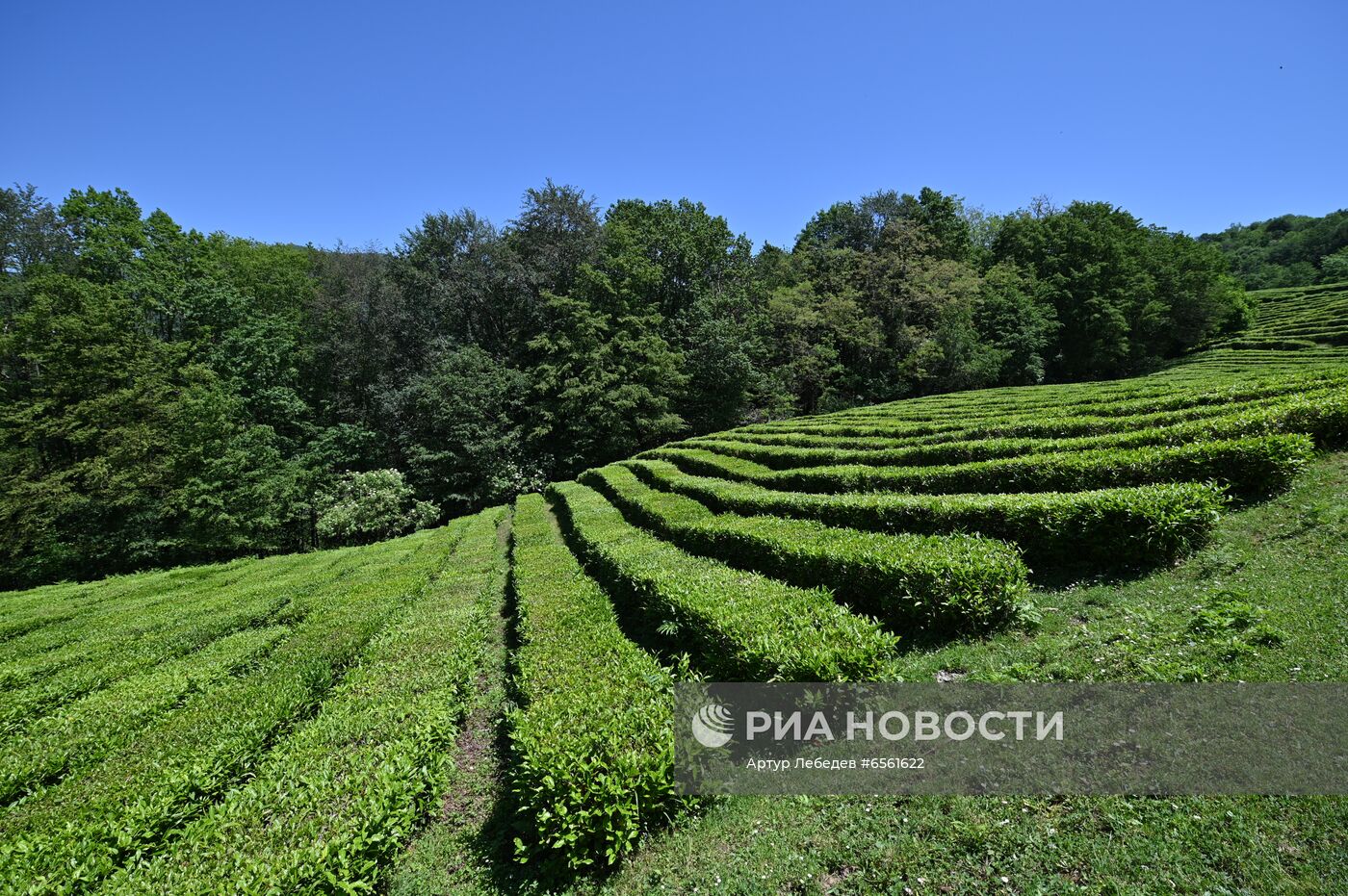 Сбор чая в Сочи