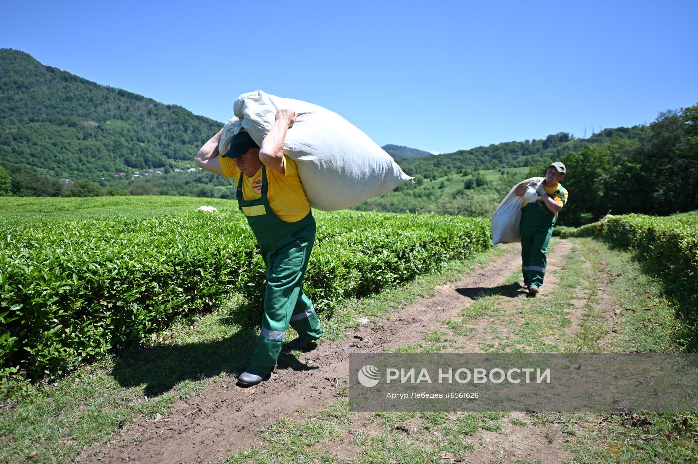 Сбор чая в Сочи
