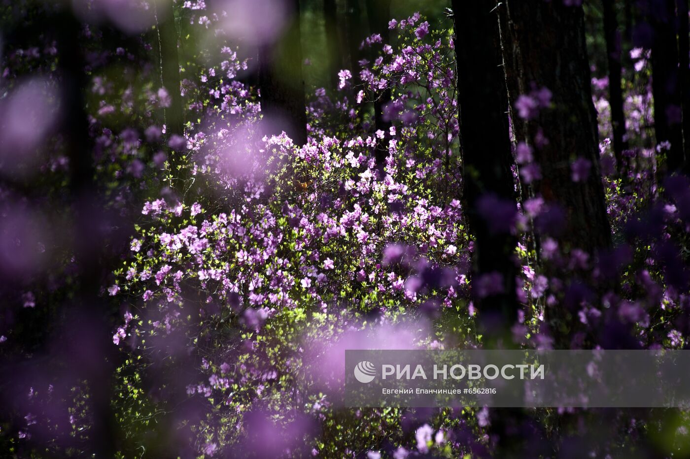 Цветение багульника в Забайкальском крае