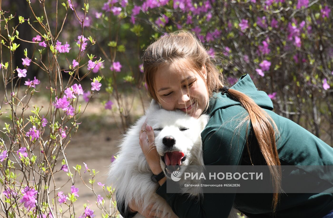 Цветение багульника в Забайкальском крае