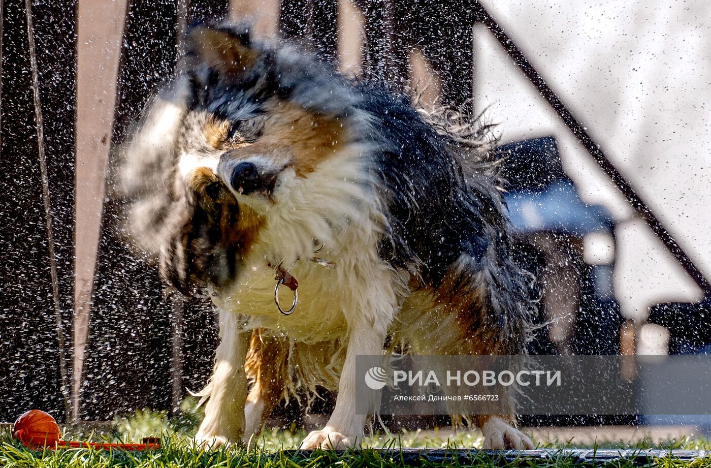 Фестиваль Petshop Days в Санкт-Петербурге